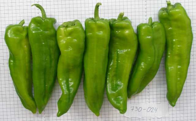 Sweet long Type pepper 730-024 p3